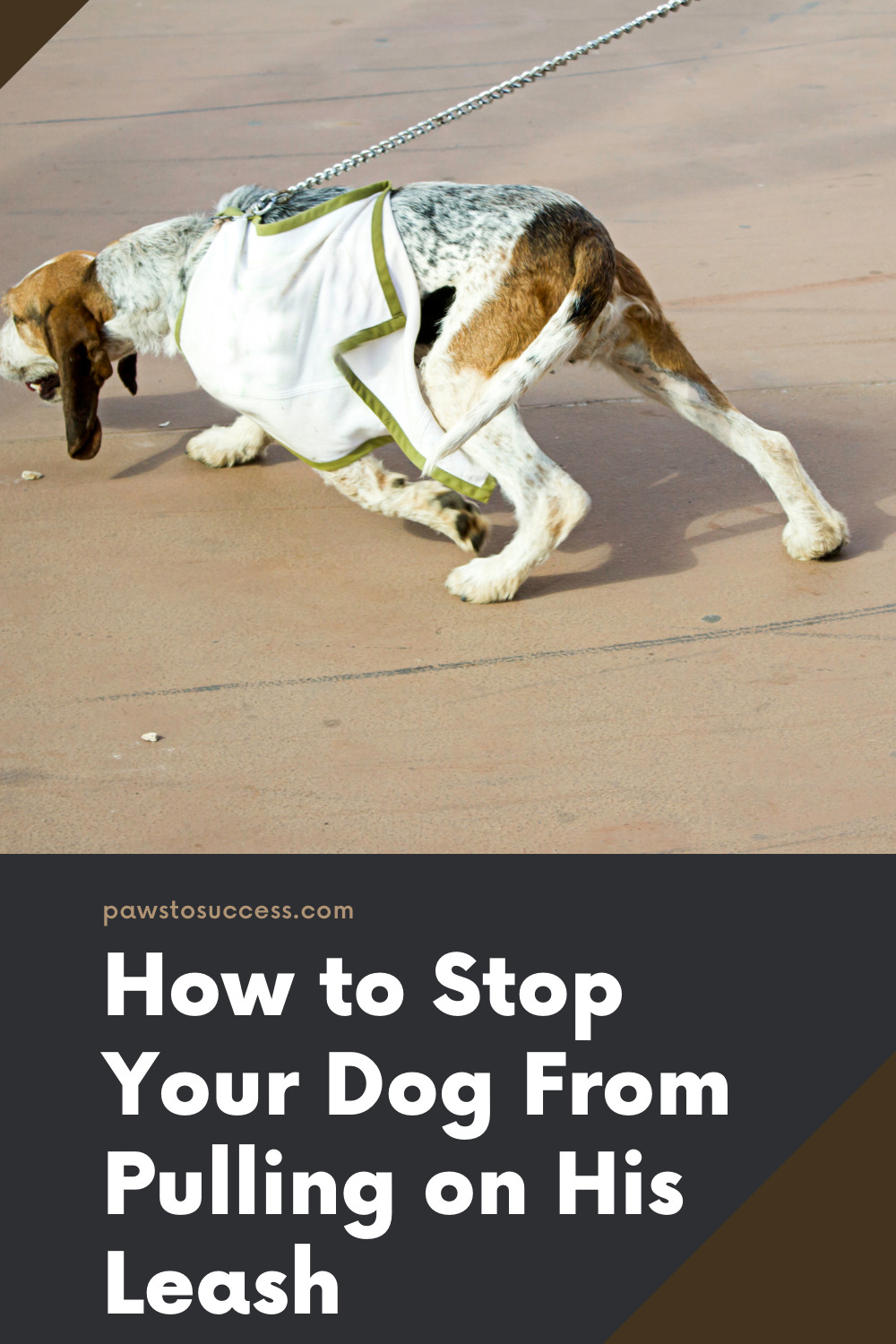 How to Stop Your Dog From Pulling on His Leash Paws to Success